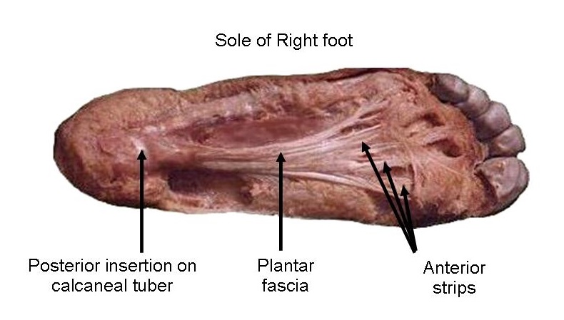 Plantar fascia