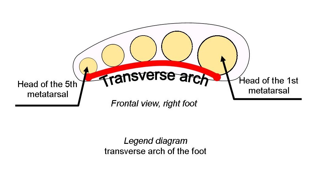 diagram transverse arch of the foot