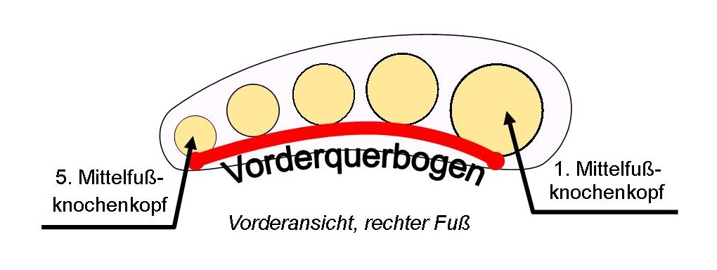 Schema Vorderquerbogen des Fußes