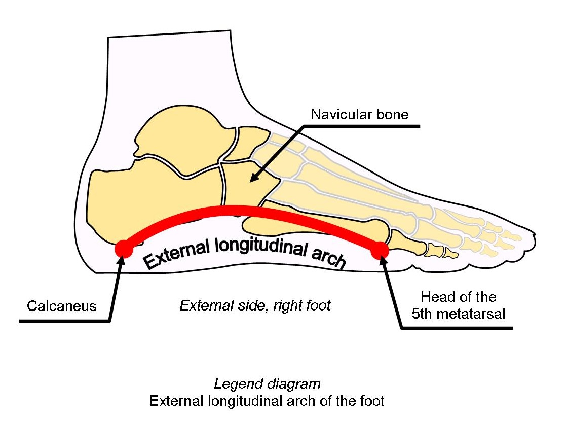 diagram external longitudinal arch of the foot