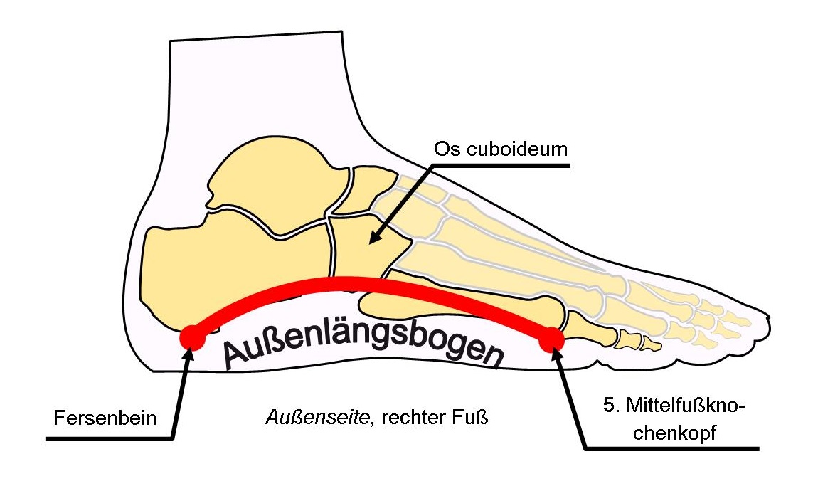Schema Außenlängsbogen des Fußes