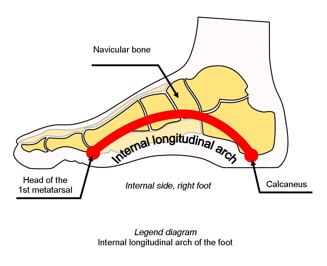 diagram internal longitudinal arch of the foot