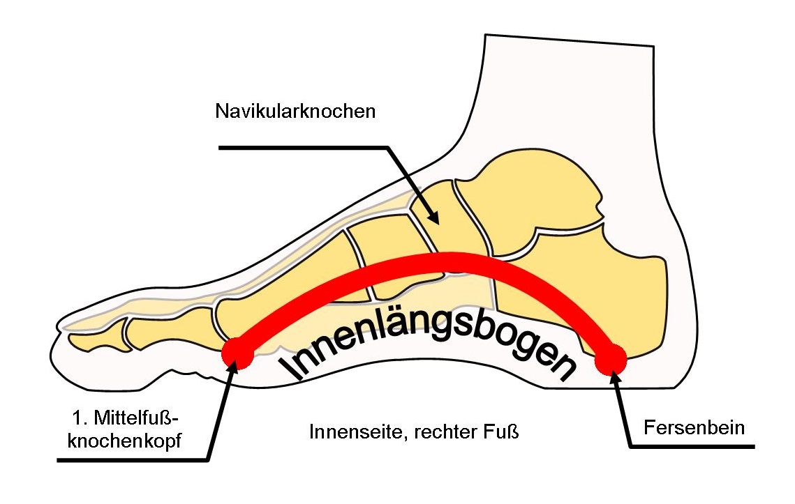 Schema Innenlängsbogen des Fußes