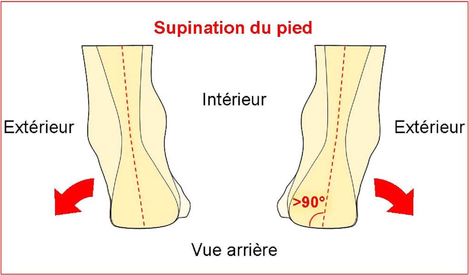 Schema Supination du pied