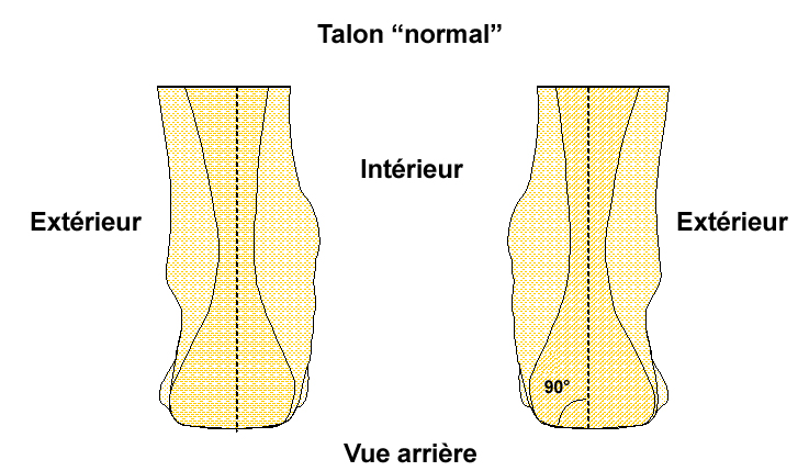 Talon pied normal
