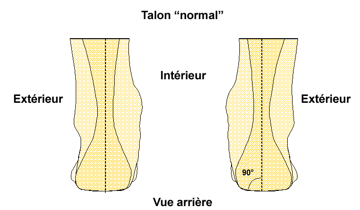 Schema Talon Normal