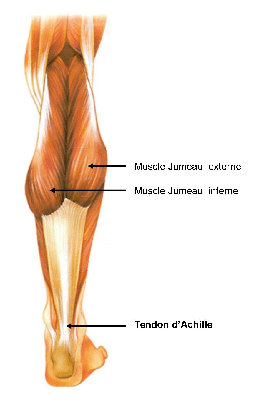 Tendon Achille