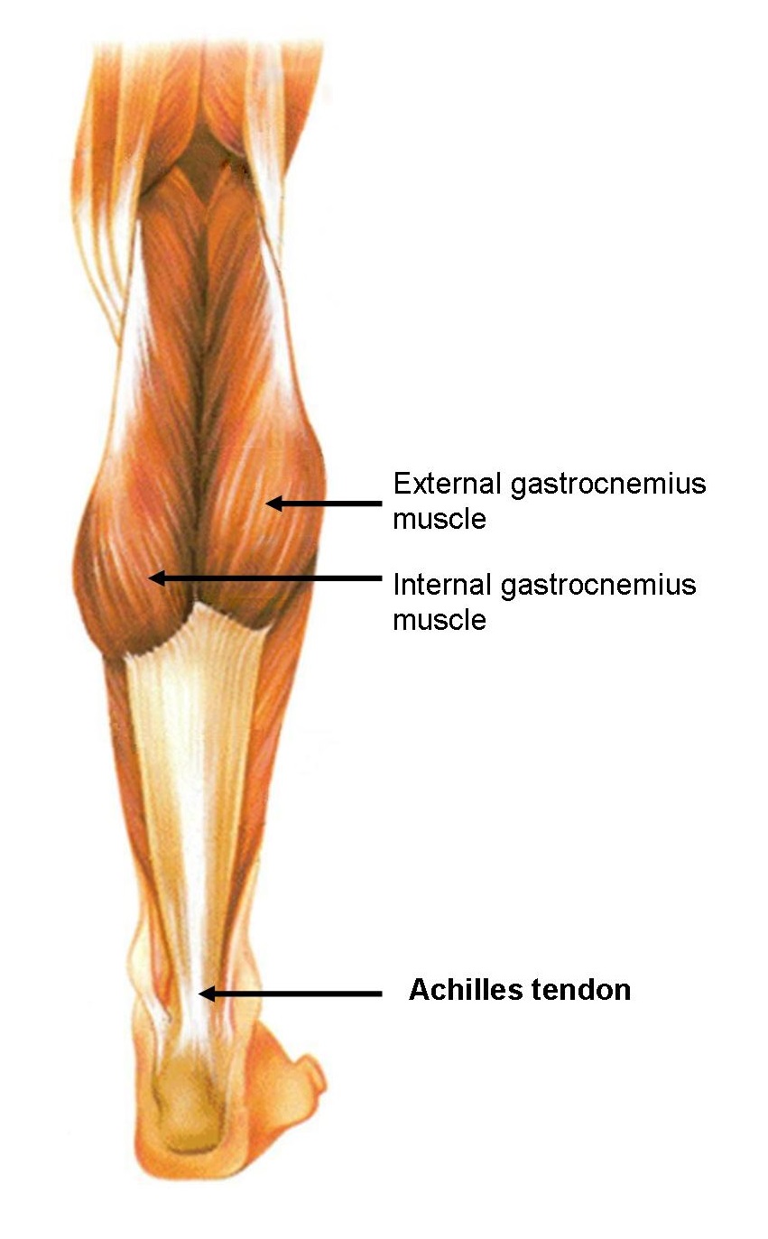 Achilles tendon