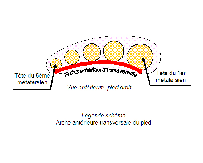 Schéma Arche antérieure transversale