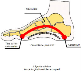 Schéma Arche longitudinale interne